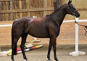 Hanoverian (Hanoverian, Mare) in Broomfield, CO