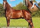 Tennessee Walking - Horse for Sale in hustonville, KY 37091