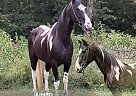 Spotted Saddle - Horse for Sale in honeybee, KY 42634