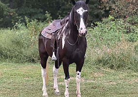 Spotted Saddle Horse