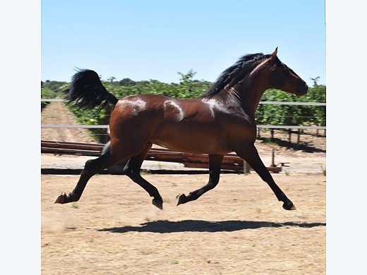 Stunning Quality PRE Colt