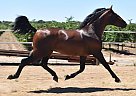 Andalusian - Horse for Sale in Stockton, CA 95203 Andalusian - Horse for Sale in Stockton, CA 95203