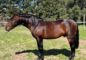 Andalusian / PRE (Andalusian / PRE, Stallion) in Stockton, CA