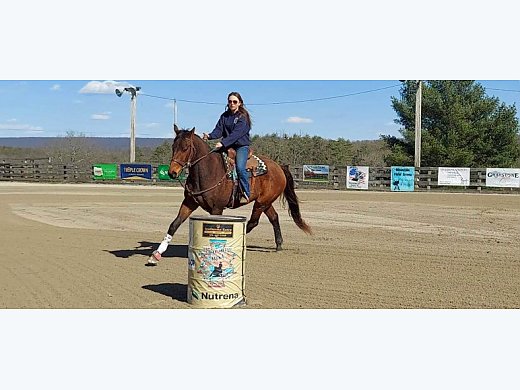 TB Gelding