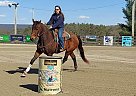 Thoroughbred - Horse for Sale in Berkeley Springs, WV 25411