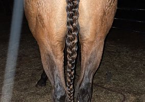 Thoroughbred (Thoroughbred, Gelding) in Berkeley Springs, WV