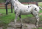 Appaloosa - Horse for Sale in Princeton, IL 61356