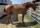 Cutting Breed 2 Year old Twisted Doc N Oz