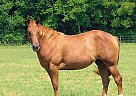 AQHA Broodmare! Sweet Pea