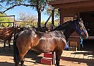 Mustang Gelding 7yr Hank