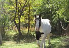Gypsy Vanner Bella