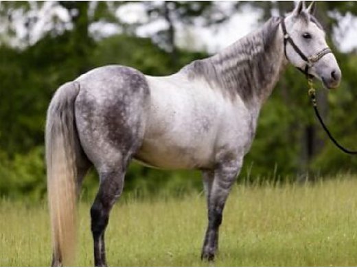2014 Grey QH Gelding