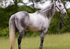 Quarter Horse (Quarter Horse, Gelding) in Covington, GA