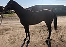 Warned - Gelding in Bossier City, LA Warned - Gelding in Bossier City, LA
