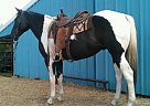 Big Beautiful Paint Trail Riding... Paint Gelding
