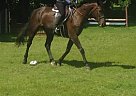 Vandela Holsteiner Mare