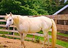 Beautiful White/Gray Cuban Quart... Other Mare