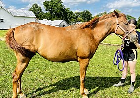 Quarter Horse (Quarter Horse, Mare) in Winchester, IN