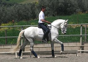 Andalusian Elegant PRE Carthusian Stallion for Dressage Andalusian