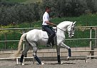 Andalusian - Horse for Sale in Bellarolantine@yahoo.com, NH 23703