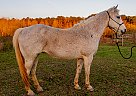 AQHA Broodmare! Sally