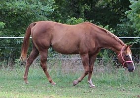Art N' Te, Quiet Mare Anyone can Ride Quarter Horse Mare