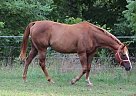 Quarter Horse Mare for Sale in Rocky Ridge, Maryland Quarter Horse Mare for Sale in Rocky Ridge, Maryland