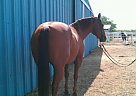 Quarter Horse - Horse for Sale in Chatfield, TX 75105 Quarter Horse - Horse for Sale in Chatfield, TX 75105