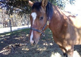 Bandit (Quarter Horse, Gelding) in Dorset, OH