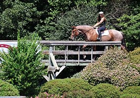 Thoroughbred