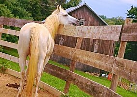 Quarter Horse (Quarter Horse, Mare) in Spring Grove, PA
