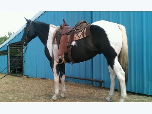 Big Beautiful Paint Trail Riding Gelding