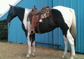 Big Beautiful Paint Trail Riding Gelding Paint Gelding