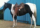 Paint - Horse for Sale in Chatfield, TX 75105