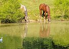 Sissy - Mare in Connersville, IN Sissy - Mare in Connersville, IN