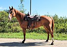 Dash - Gelding in Bemidji, MN Dash - Gelding in Bemidji, MN