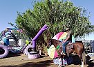 Kentucky Mountain - Horse for Sale in Llano, CA 93544 Kentucky Mountain - Horse for Sale in Llano, CA 93544