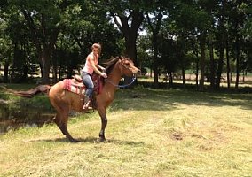 Arabian (Arabian, Gelding) in Melissa, TX