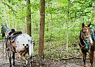 Hondo - Gelding in Connersville, IN Hondo - Gelding in Connersville, IN