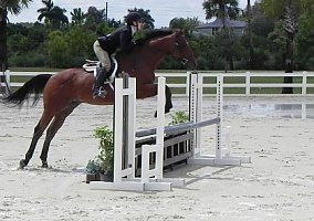 Fun/ Easy 3' Equitation Horse Thoroughbred Gelding