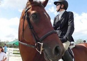 Thoroughbred (Thoroughbred, Gelding) in Sw Ranches, FL