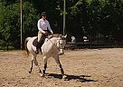 Thoroughbred Gelding for Sale in Lakeland, Florida Thoroughbred Gelding for Sale in Lakeland, Florida