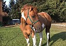 Paint - Horse for Sale in White Salmon, WA 