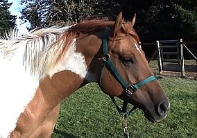 Paint (Paint, Mare) in White Salmon, WA