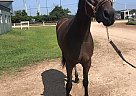 Nastida Mast - Gelding in Bossier City, LA Nastida Mast - Gelding in Bossier City, LA