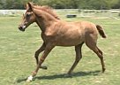 RHF Sajon - Stallion in Roane, TX