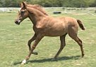 RHF Sajon - Stallion in Roane, TX RHF Sajon - Stallion in Roane, TX