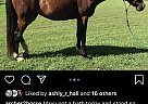 Arabian Gelding for Sale in Anderson, South Carolina Arabian Gelding for Sale in Anderson, South Carolina