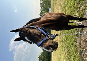 Thoroughbred (Thoroughbred, Gelding) in Lexington, KY