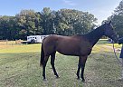 Thoroughbred - Horse for Sale in Phenix City, AL 36870